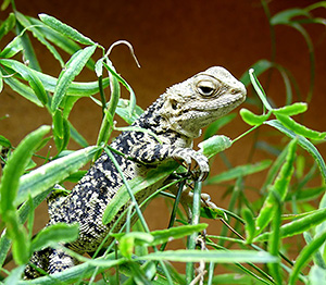 Paralaudakia lehmanni